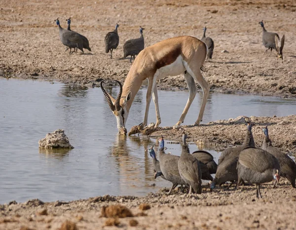 Springbok Antilop Och Fåglar Dricka Vid Vattenhål Namibiska Savanna — Stockfoto