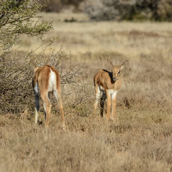 Springbok Adulto Com Bezerro Jovem Savana Cabo Norte África Sul — Fotografia de Stock