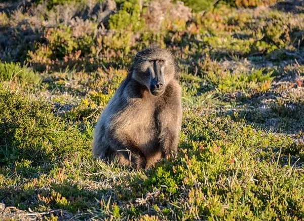 Adulto Chacma Babuino Forrajeo Para Alimentación Sur África — Foto de Stock