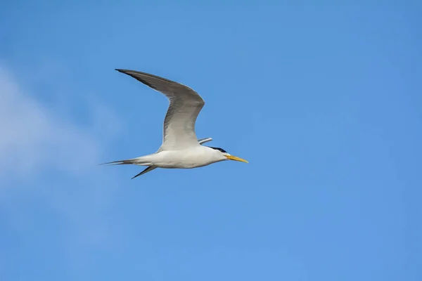Swift Tern Volando Sobre Fondo Azul Del Cielo — Foto de Stock