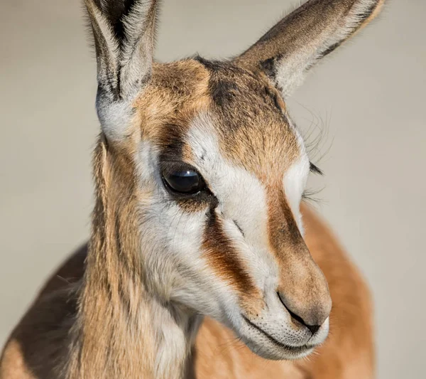 Ritratto Antilope Springbok Giovanile Nella Savana Dell Africa Australe — Foto Stock