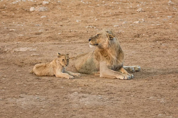 male Lion and cub lying together in Namibian savanna