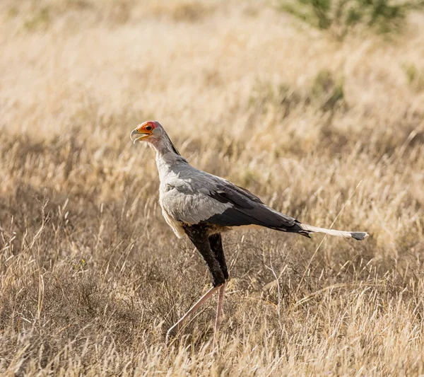 Secretarbird Spacer Użytków Zielonych Eastern Cape Afryka Południowa — Zdjęcie stockowe