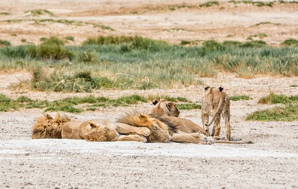 Familjen Lejon Liggande Marken Namibiska Savanna — Stockfoto