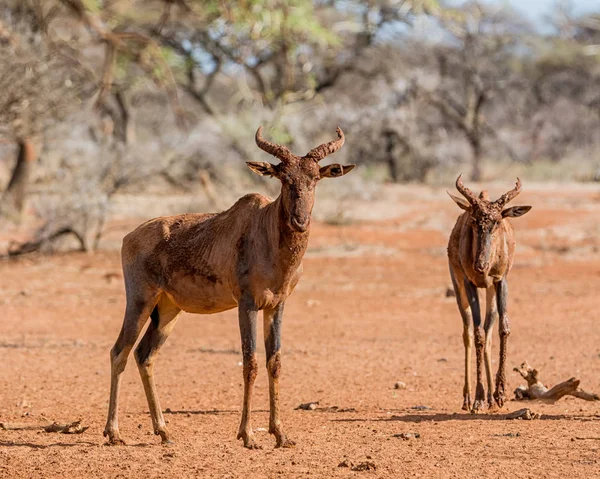 Lierantilope Antilopen Rode Modderbad Savannah — Stockfoto