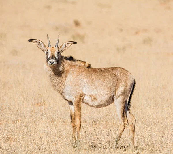 Antilopa Koňská Chůzi Savany Jižní Afrika — Stock fotografie