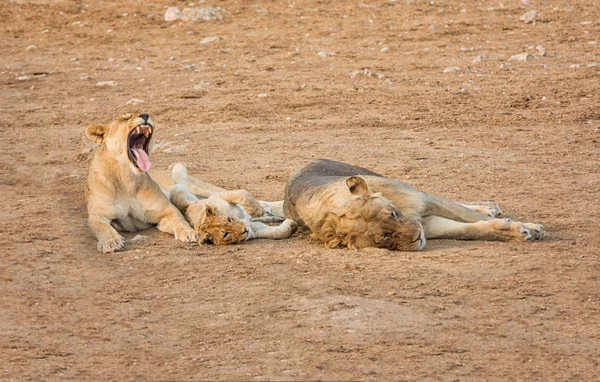Löwenfamilie Liegt Namibischer Savanne Auf Dem Boden — Stockfoto