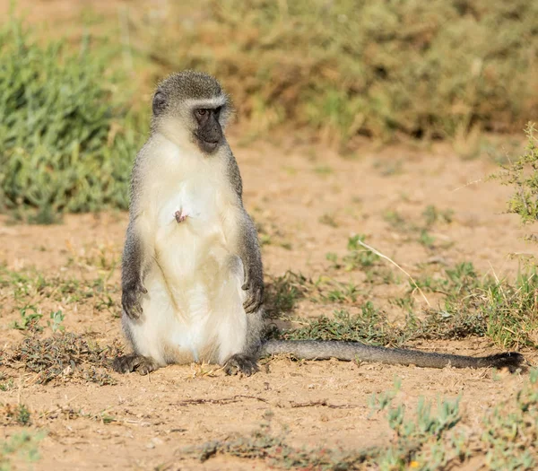 Vrouwelijke Vervet Monkey Zitten Zuidelijke Afrikaanse Savanne — Stockfoto