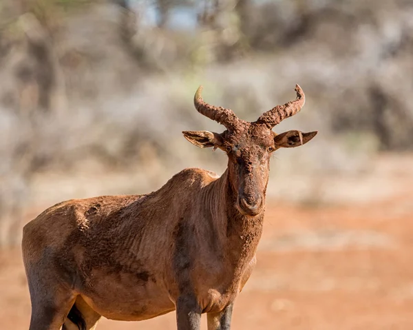 Portrait Tsessebe Antelope Red Mud Bath — Stock Photo, Image
