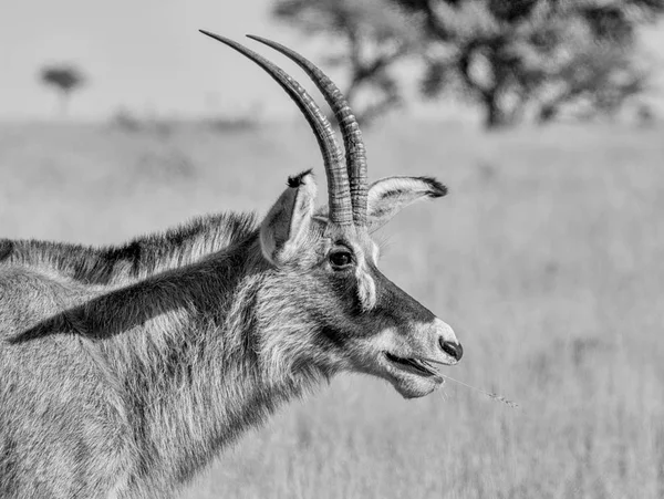 Retrato Lado Monocromático Roan Antelope Savana África Austral — Fotografia de Stock