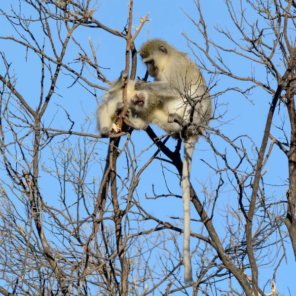 Vervet Monkey in Northern Cape, South Africa