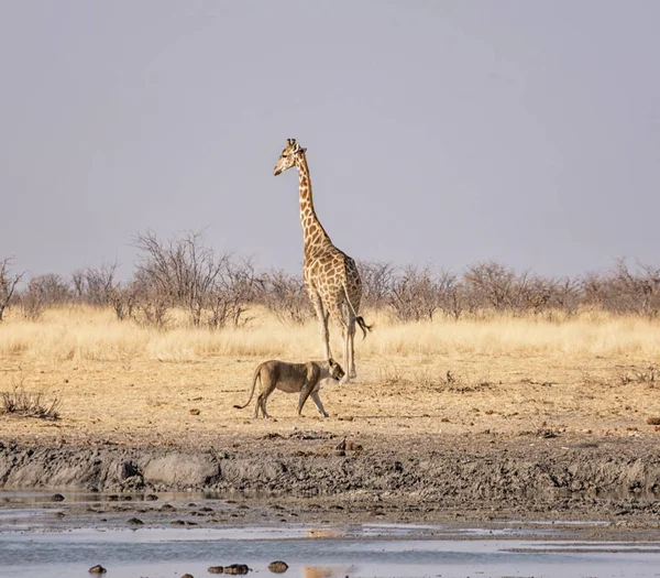 Çok dikkatli bir şekilde o Namibya ovada sulama delik, geçmiş yürüyüş olarak zürafa tarafından izlerken dişi aslan