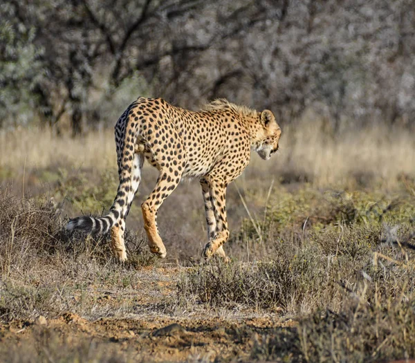 Młodzieńcze Cheetah Spaceru Południowym Afrykańskiej Sawanny — Zdjęcie stockowe