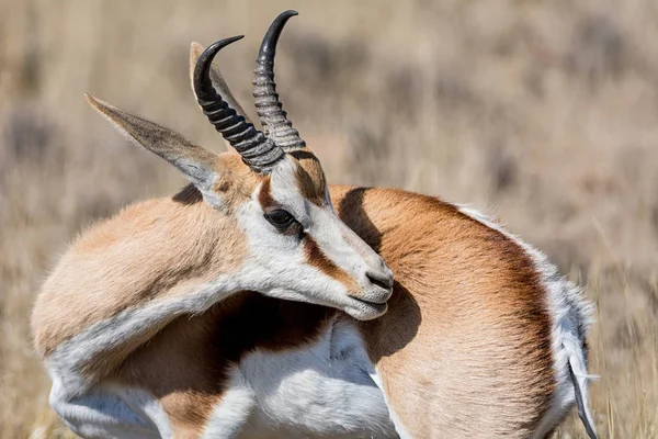 Antilopa Skákavá Antilopy Jižní Africké Savany — Stock fotografie
