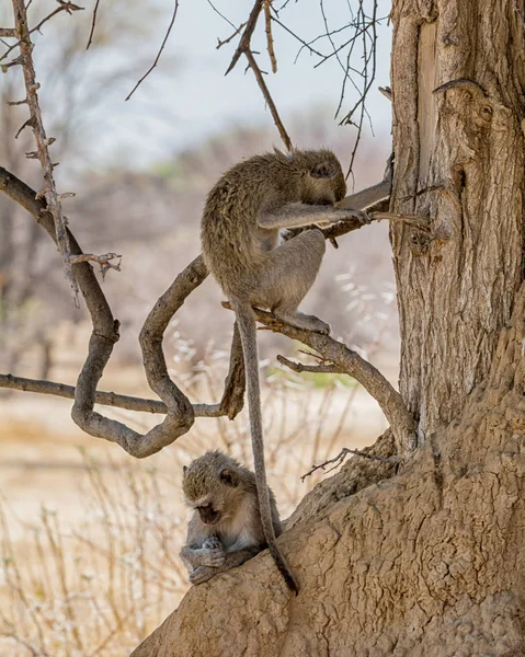 Affen Entspannen Sich Schatten Eines Baumes Namibischer Savanne — Stockfoto