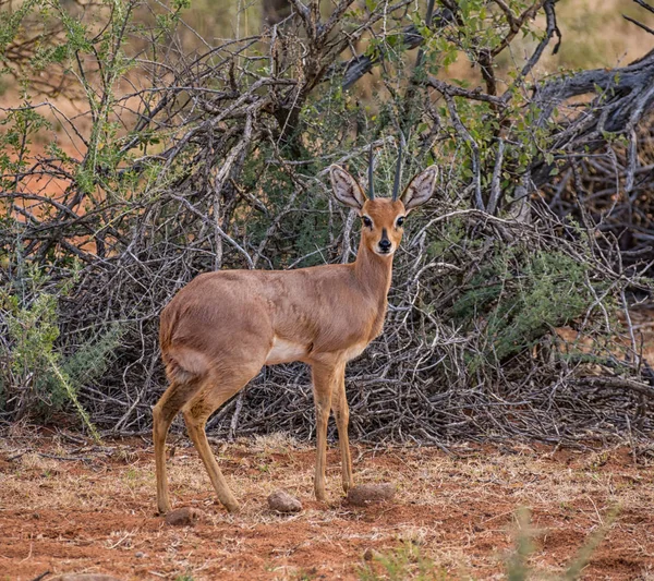 Steenbok Antilopy Jižní Africké Savany — Stock fotografie