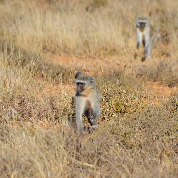 Grüner Affe Nordkap Südafrika — Stockfoto