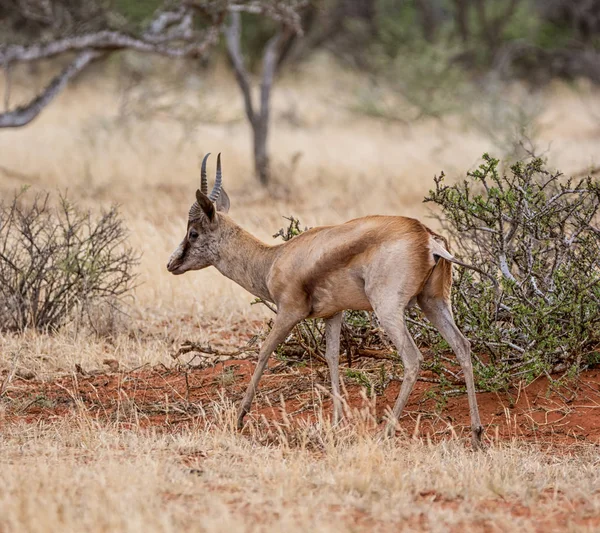 Springbok Antelope Wandelen Zuid Afrikaanse Savanne — Stockfoto