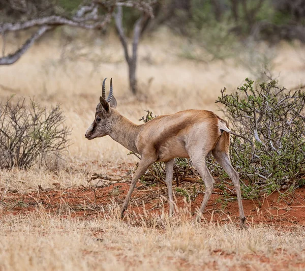 Springbok Antilop Séta Dél Afrikai Szavanna — Stock Fotó