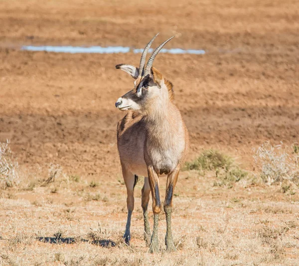 Roan Antelope Piedi Sfondo Erba Secca Savannah — Foto Stock