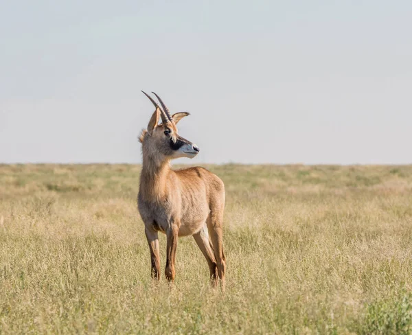 Roan Antilope Staande Savanne Zuid Afrika — Stockfoto