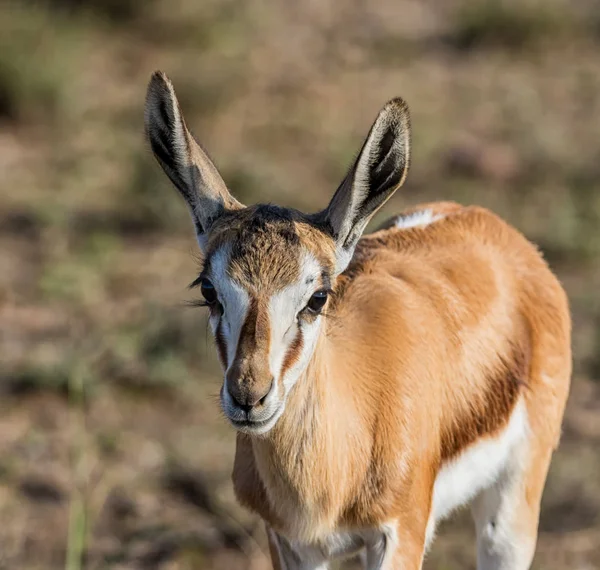 Ritratto Antilope Springbok Giovanile Nella Savana Dell Africa Australe — Foto Stock