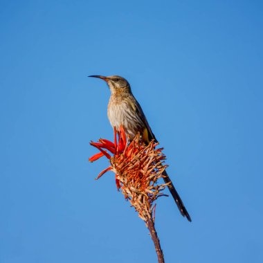 Cape Sugarbird çiçek mavi gökyüzü arka plan üzerinde tünemiş, yakın çekim 
