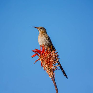 close up of Cape Sugarbird perched on flower on blue sky background  clipart