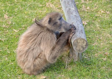 Chacma maymun izlerken iyi yağmalama fırsat lekelenme umuduyla otopark