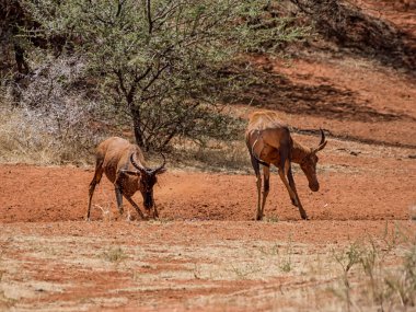 Çamur banyosu Güney Afrika savana sahip Tsessebe antilop
