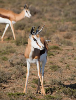 Savannah Northern Cape, Güney Afrika için genç buzağı ile yetişkin Springbok