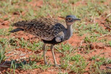 Kırmızı ibikli Korhaan ayakta Savannah, Güney Afrika