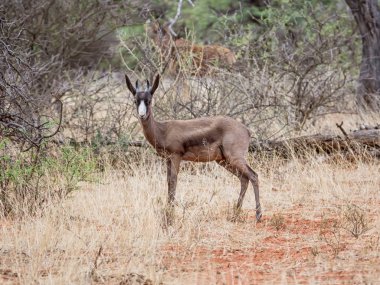 Güney Afrika savana yürüyüş springbok antilop