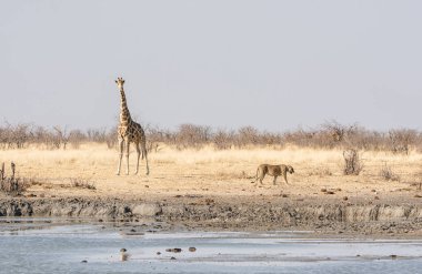 Çok dikkatli bir şekilde o Namibya ovada sulama delik, geçmiş yürüyüş olarak zürafa tarafından izlerken dişi aslan