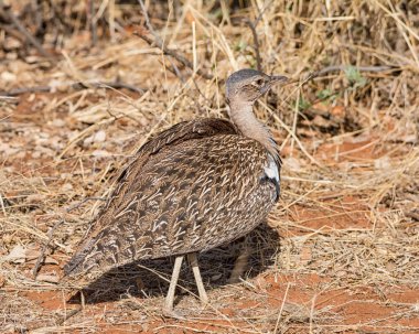 Kırmızı ibikli Korhaan ayakta Savannah, Güney Afrika