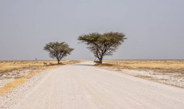 Namibya Springbok ve gölge ağaçların altında Aradığınız Gemsbok çöl manzara yolda