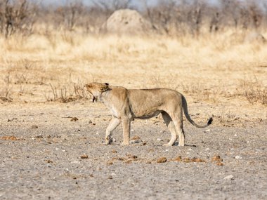 Namibya savana yürüyen dişi aslan
