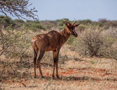 Güney Afrika savana Tsessebe antilop 
