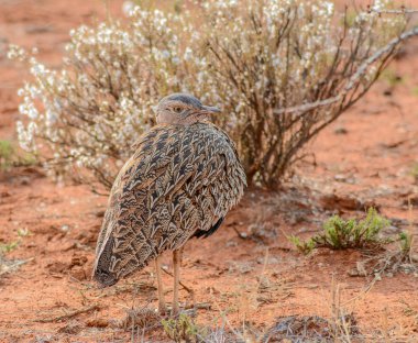 Kırmızı ibikli Korhaan ayakta Savannah, Güney Afrika