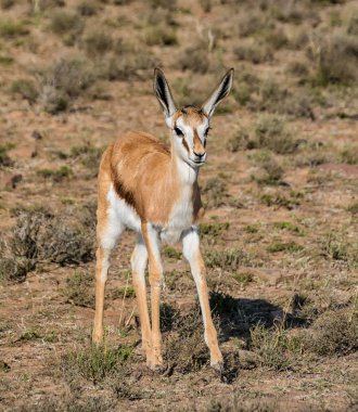 Güney Afrika savana Juvenil Springbok antilop