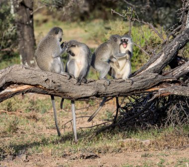Vervet Monkeys grooming each other in Southern African savanna  clipart