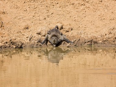 Namibya ovada sulama delik Chacma babun yetişkin içme