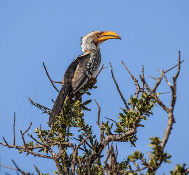 Sarı gagalı kartallar ağaç dalı Güney Afrika mavi gökyüzü arka plan üzerinde oturan