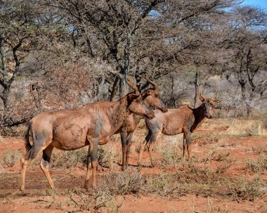 Tsessebe antilop kırmızı çamur banyosu Savannah sonra 