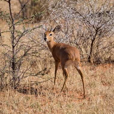 Güney Afrika savana Steenbok antilop