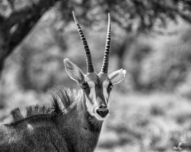 Güney Afrika savana samur antilop tek renkli fotoğraf