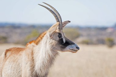 yan portre Roan antilop, savana, Güney Afrika