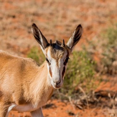 Güney Afrika savana Springbok antilop portresi