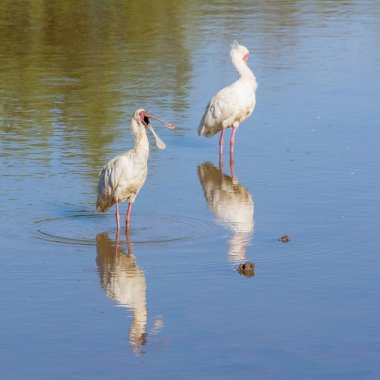 Güney Afrika savana sulama delik Afrika Spoonbills balıkçılık