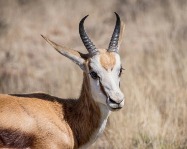 Güney Afrika savana Springbok antilop 